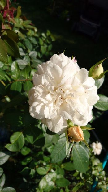  - Uetersener klosterrose- urcator