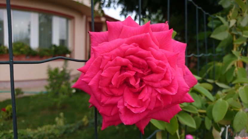  - Lolita Lempika-urcator