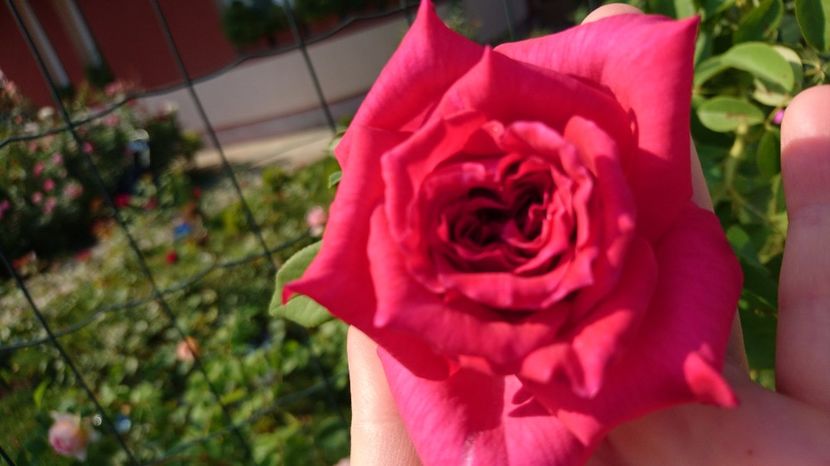  - Gradina septembrie 2017