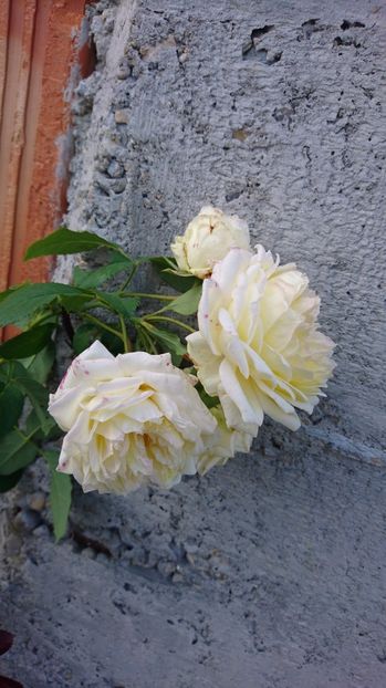  - Gradina septembrie 2017