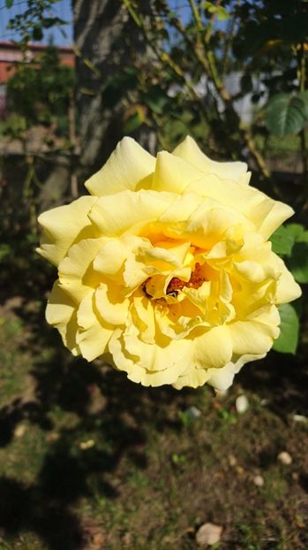  - Gradina septembrie 2017
