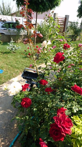 - Gradina septembrie 2017