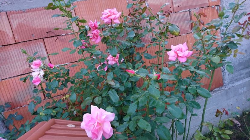  - Gradina septembrie 2017