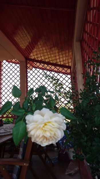  - Gradina septembrie 2017