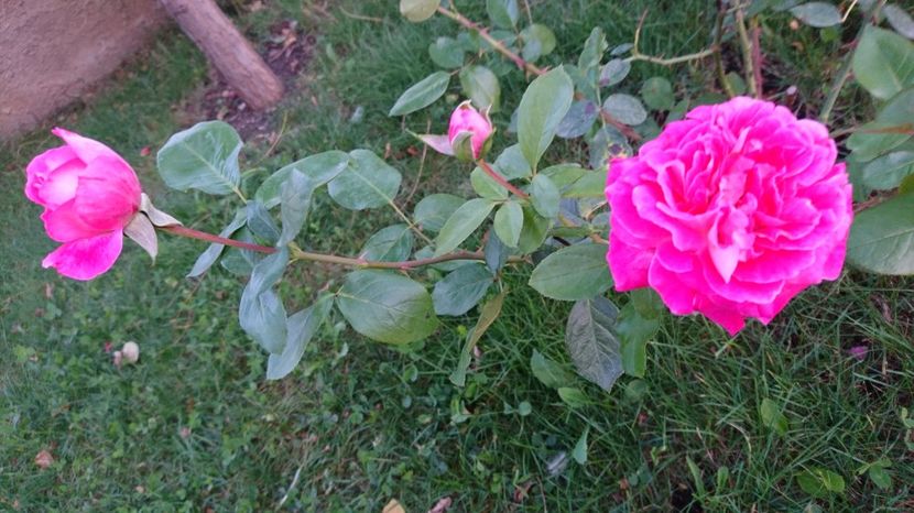  - Gradina septembrie 2017
