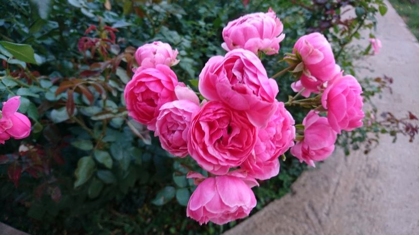  - Gradina septembrie 2017