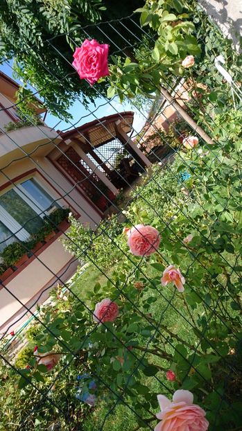  - Gradina septembrie 2017