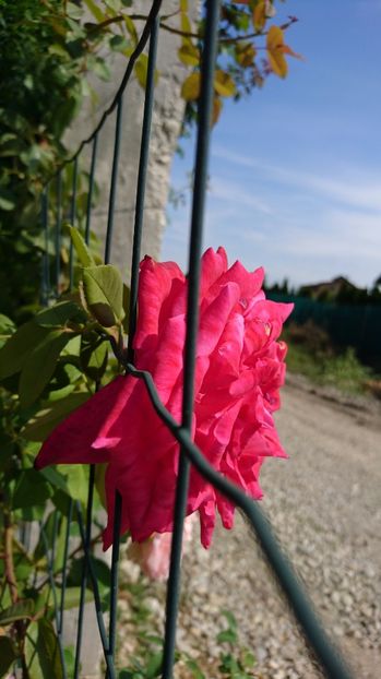  - Gradina septembrie 2017