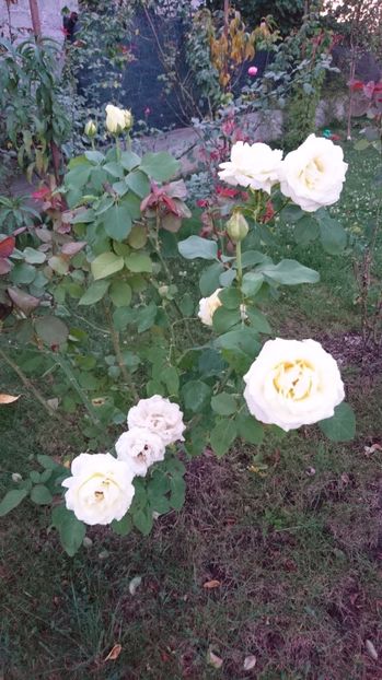  - Gradina septembrie 2017