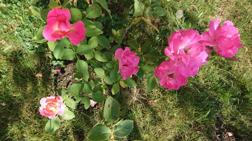  - Gradina septembrie 2017