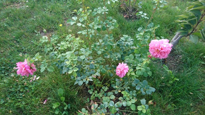  - Gradina septembrie 2017