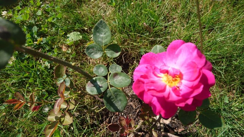  - Gradina septembrie 2017