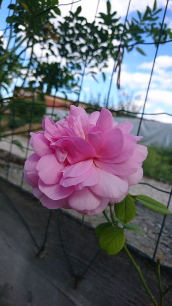  - Gradina septembrie 2017