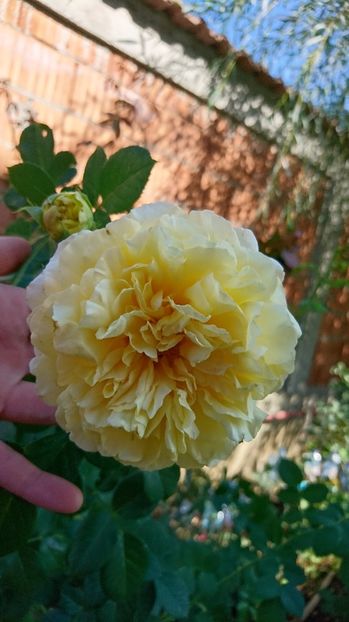  - Gradina septembrie 2017