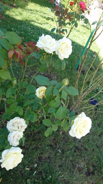  - Gradina septembrie 2017