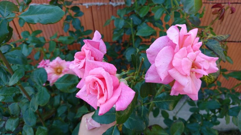  - Gradina septembrie 2017