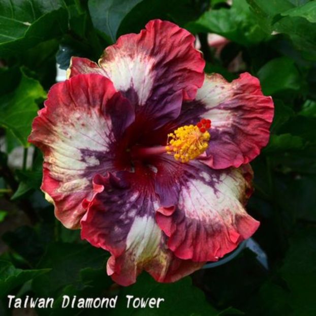  - Hibiscusi deosebiti