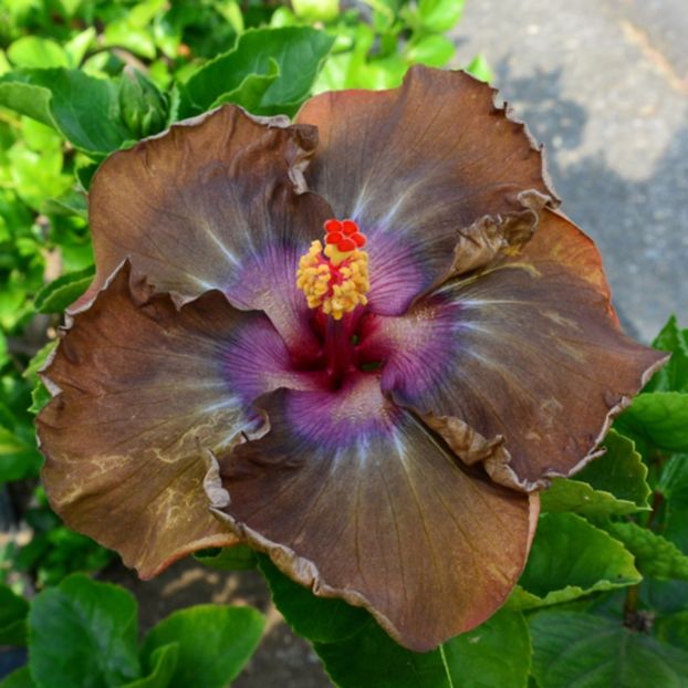 Taiwan Chocolate Angel - Hibiscusi deosebiti