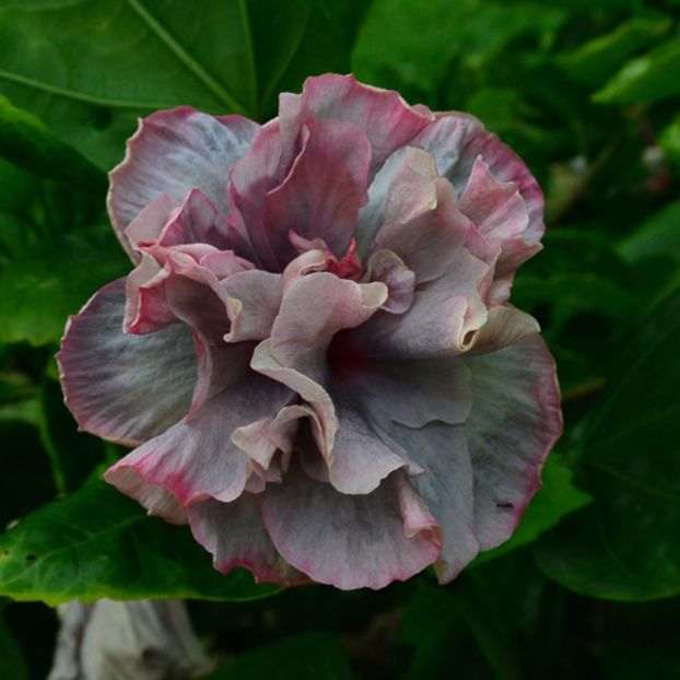 Taiwan French Lavender - Hibiscusi deosebiti