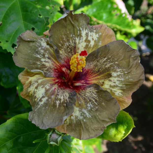 Taiwan Monet,s Memories - Hibiscusi deosebiti