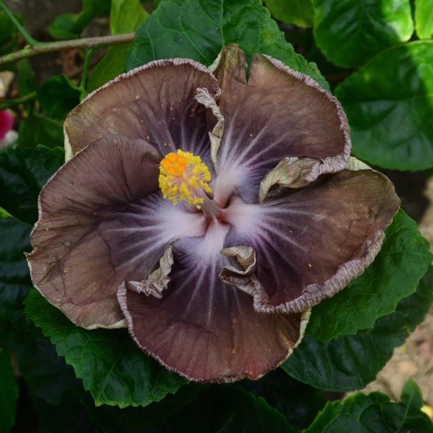 Taiwan Sleepers - Hibiscusi deosebiti