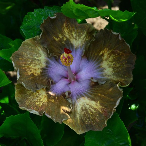 Taiwan Gold Digger - Hibiscusi deosebiti