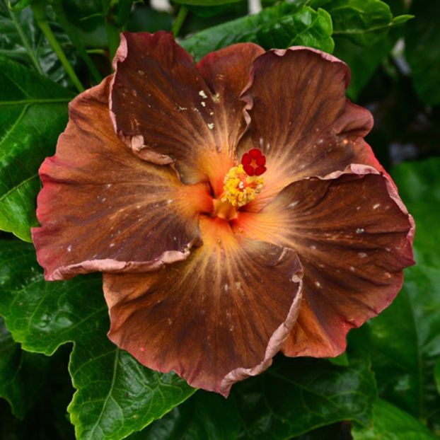 Taiwan Mighty Lion - Hibiscusi deosebiti