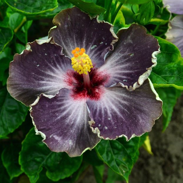Taiwan Shadow Forest - Hibiscusi deosebiti