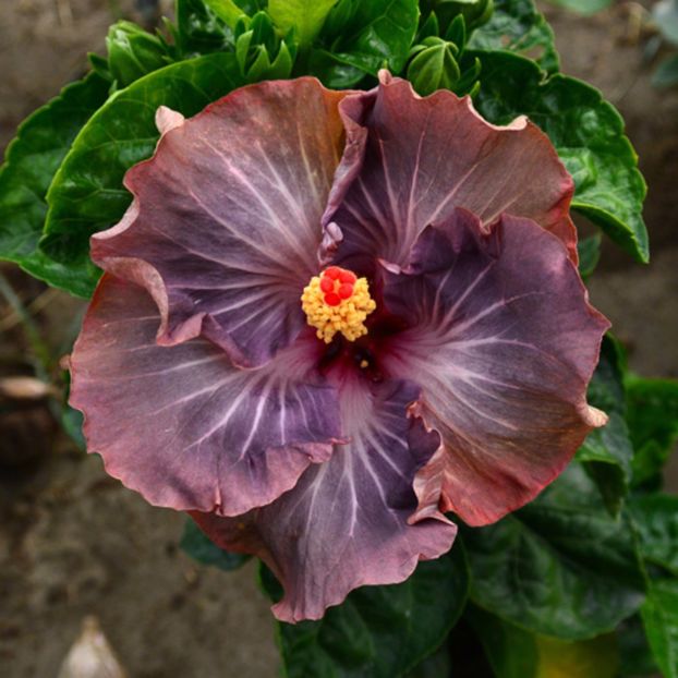 Taiwan Mona Lisa - Hibiscusi deosebiti