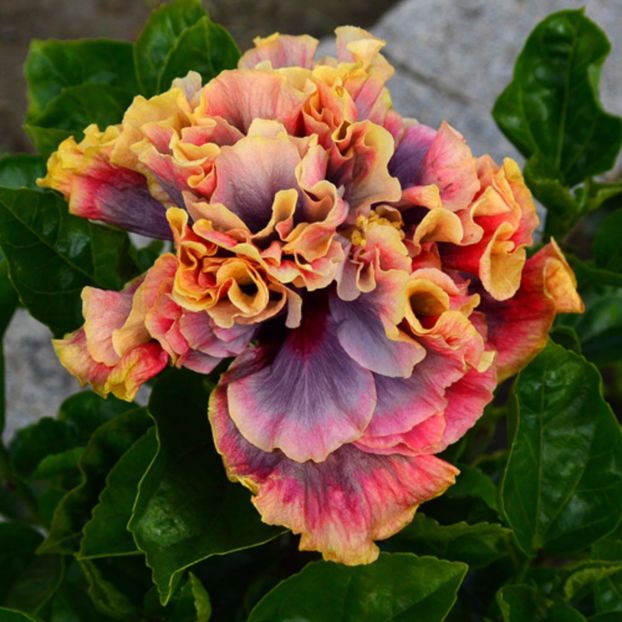 Taiwan Devil,s Romance - Hibiscusi deosebiti