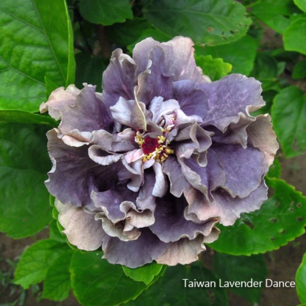 Taiwan Lavender Dance - Hibiscusi deosebiti