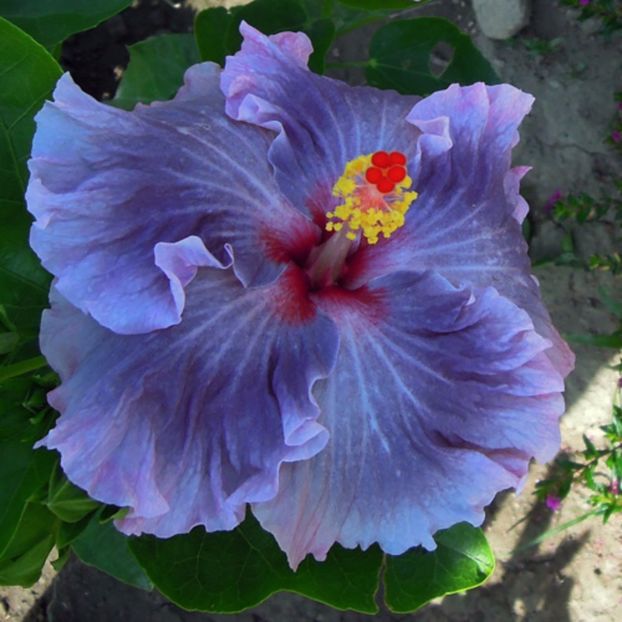 Moorea Baby Moon - Hibiscusi deosebiti