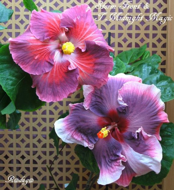  - Hibiscusi deosebiti