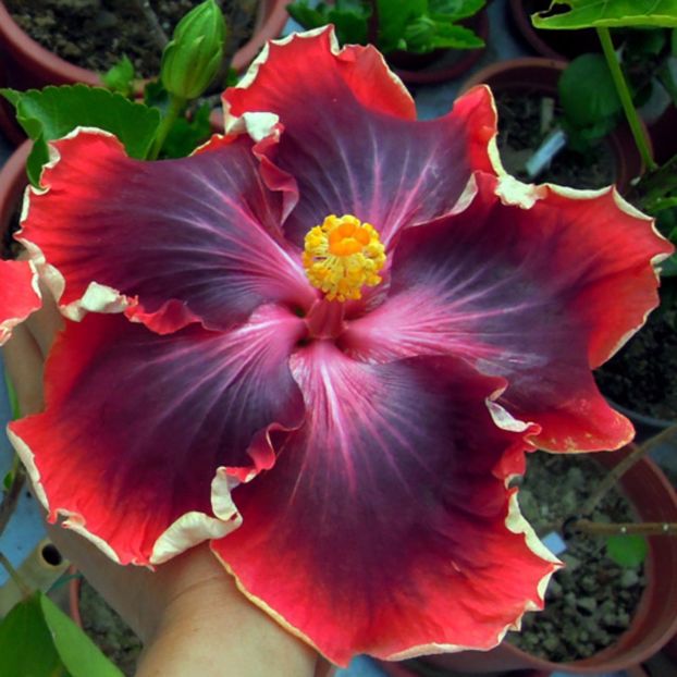 Taiwan Polar Glow - Hibiscusi deosebiti
