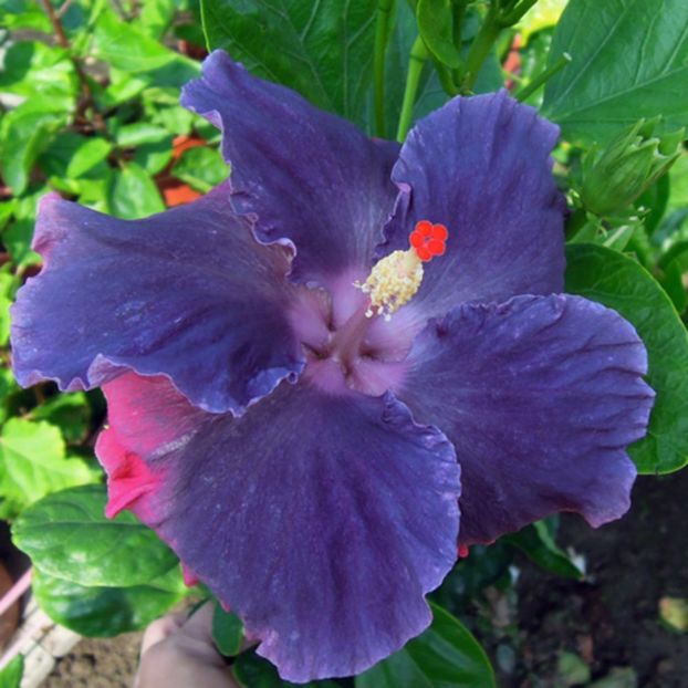 Moorea My Blue Pearl - Hibiscusi deosebiti
