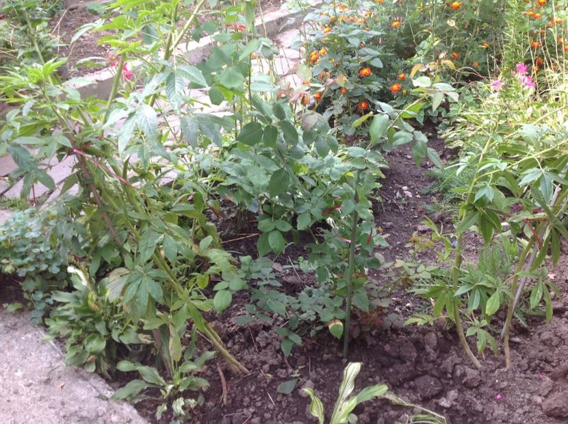  - Madam Isaac de Pereire