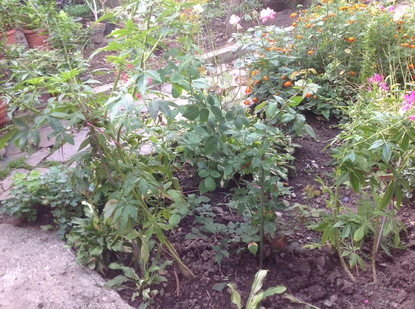  - Madam Isaac de Pereire