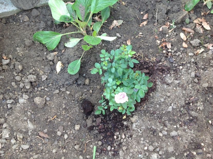 Leonardo da Vinci - Leonardo da Vinci