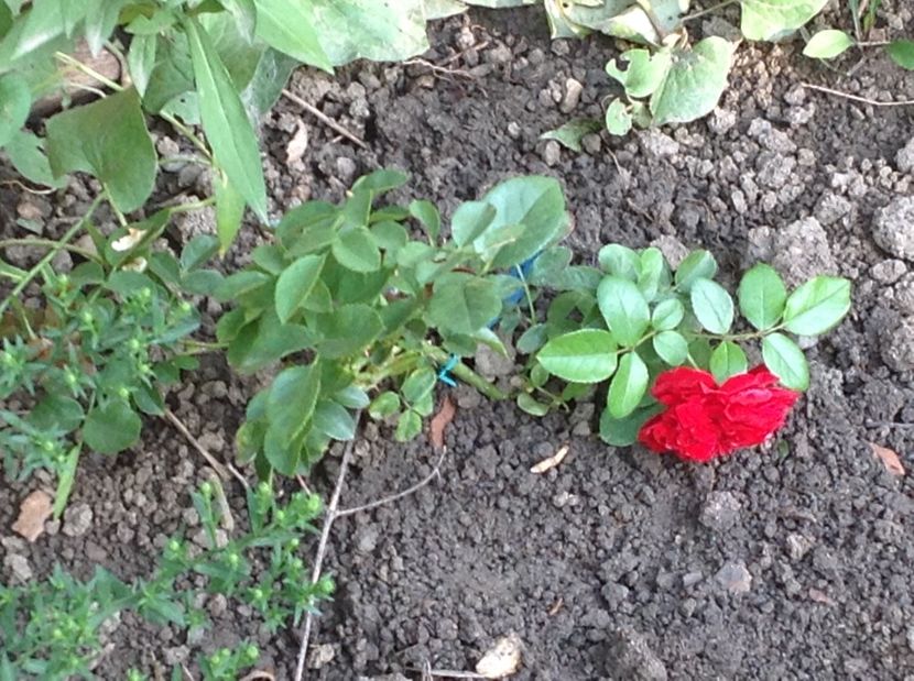 Florentina - Florentina