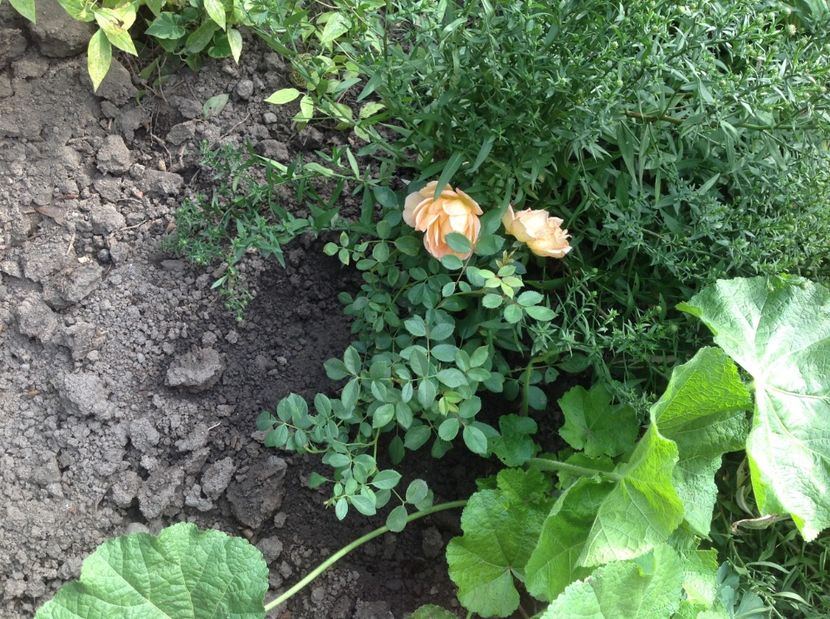 Lady of Shalott - Lady of Shalott