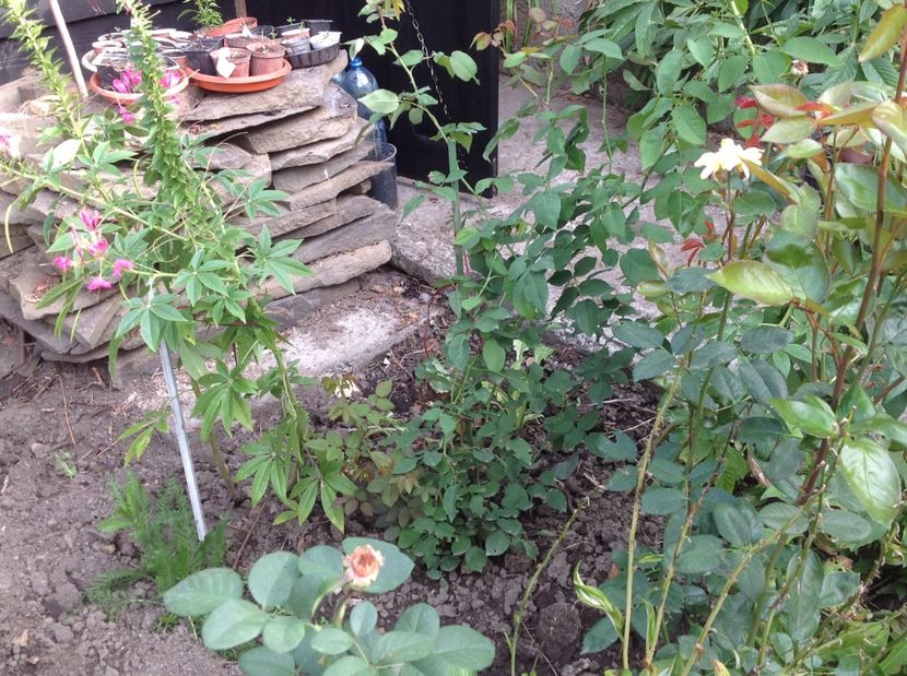  - Madam Isaac de Pereire