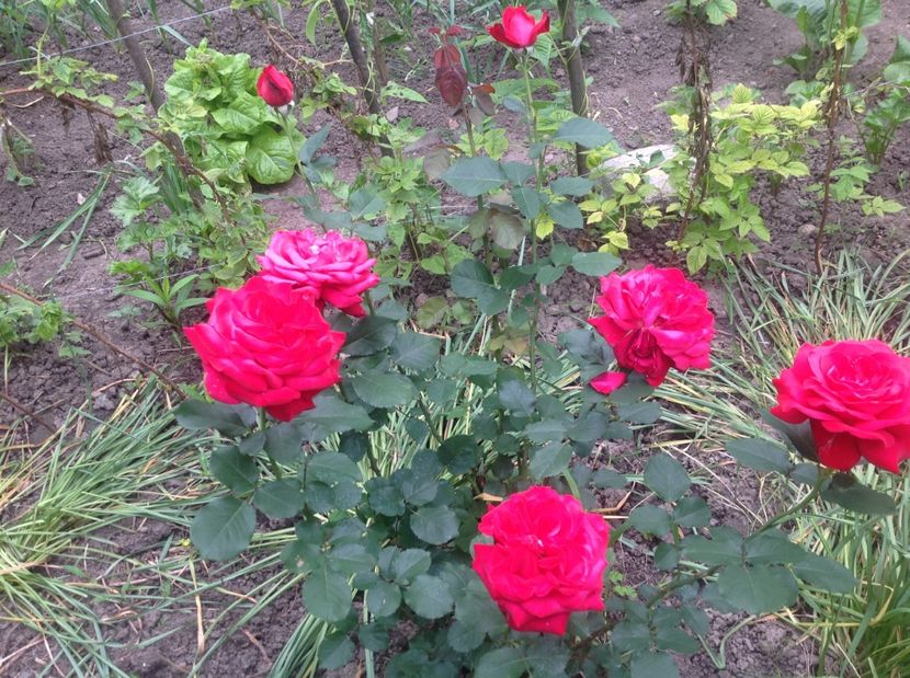  - Trandafiri din anii trecuti