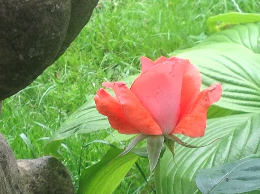  - Trandafiri din anii trecuti