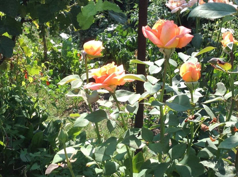  - Trandafiri din anii trecuti