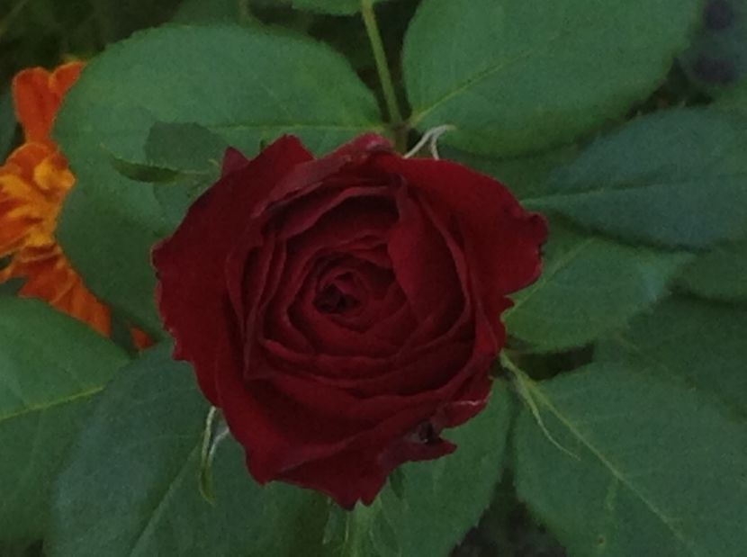  - Trandafiri din anii trecuti