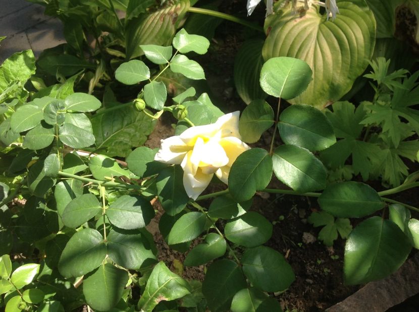  - Trandafiri din anii trecuti