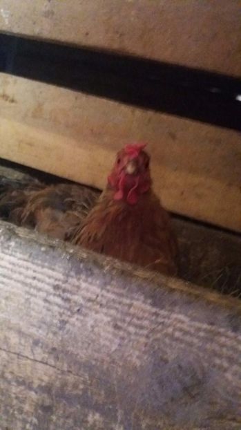 21392701_357573074665175_790646278_o - F Gaini de tara si kabir