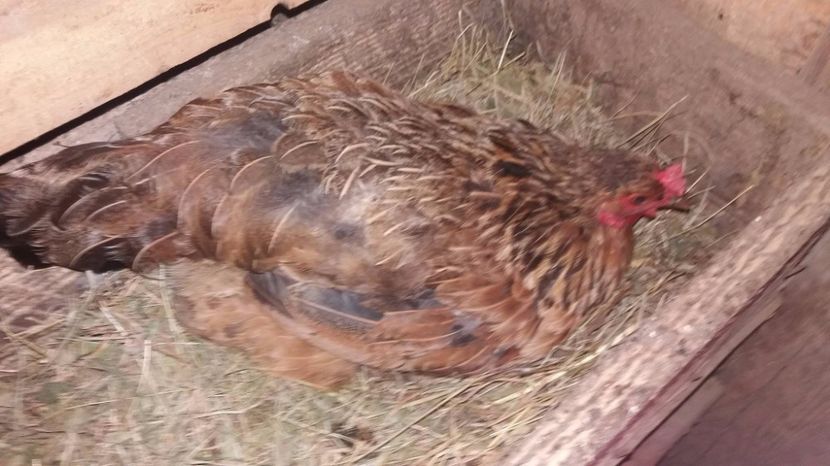 21392935_357572867998529_1426405068_o - F Gaini de tara si kabir