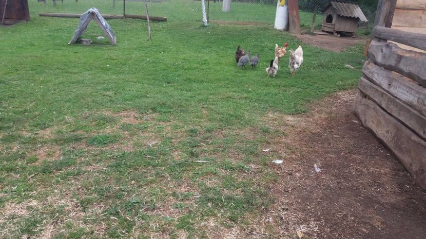 21439568_357572891331860_444102209_o (1) - F Gaini de tara si kabir