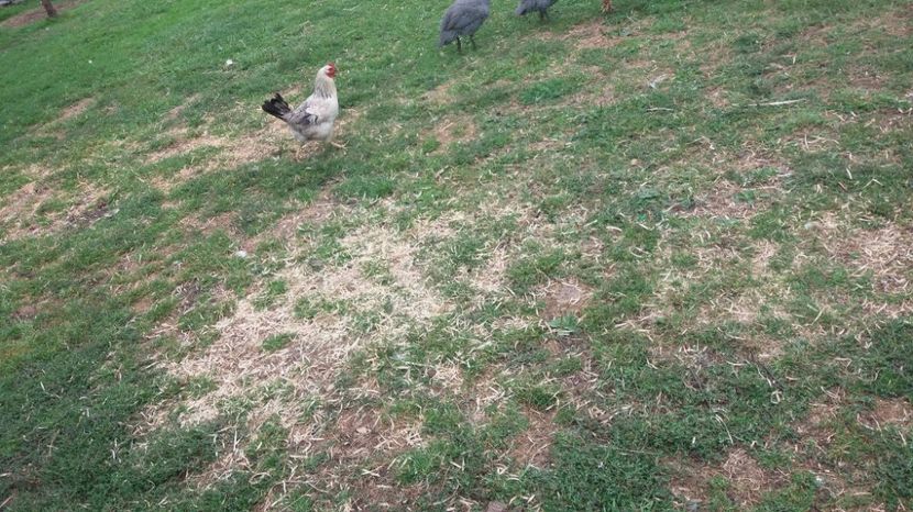 21460192_357573071331842_34053141_o - F Gaini de tara si kabir